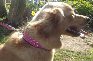 Collar - Diamond Dog Collar - Wide