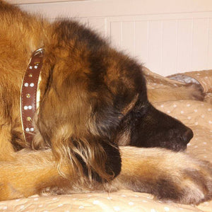 Crystal Leather Collar