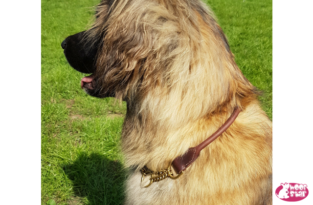 Rolled leather half-check collar - BRASS